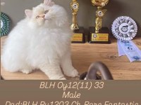 BABA ULUSAL ŞAMPİYON OY1133 CİNNEMON BRİTİSH LONGHAİR