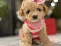 Maltipoo yavrular