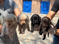 Labrador yavrularımız