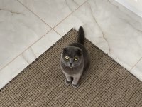 4 Yaşında Scottish Fold (Kısırlaştırılmış)