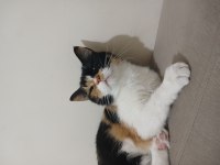 Dişi british shorthair