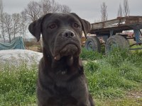 6 aylık dişi cane corso acil uygun fiyat