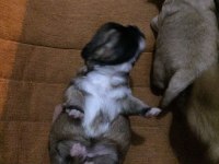 0-3 Aylık Küçük Irk Tibet Spaniel