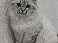1.5 yaşında british longhair ücretsiz