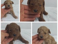 45 GUNLUK TOY POODLE YAVRULAR