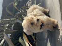 Yavru köpeğimi sahiplendirmek istiyorum maltipoo