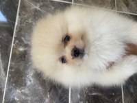 Orjinal ayı surat pomeranian boo yavrular