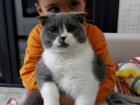 Güzel kedimize acil yeni sahip arıyoruz
