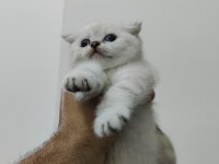 2 aylık scottish fold bluepoint yavruları
