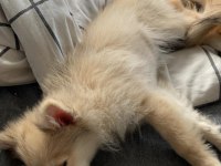 Pomeranian Yavrular