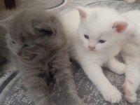 Yavru british longhair