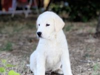 Akbaş Çoban Köpeği