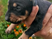 Irk garantili Doberman