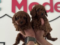 Petmode köpek çifrliğinden kore toy poodle yavrular