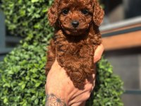 Orjinal kore kan poodle yavrularımız