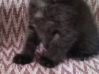 Siyah scottish fold dişi yavru
