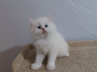 By33 british longhair erkek