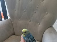 3 aylık çok tatlı kafesiyle beraber kuşumuz