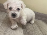 ARADIĞIN DOSTUN BURADA MALTESE TERRİER