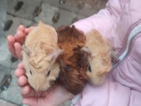 Peruvan yavrularım guinea pig