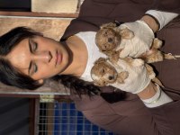 Maltipoo bebeklerimiz 