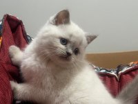 BLUE POİNT BRİTİSH SHORTHAİR