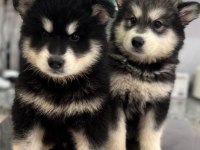 Alaska kurdu ( malamut ) yavruları