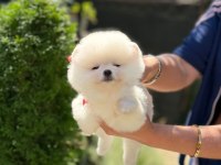 Ankaranın Tek Pet Danışmanlığı 