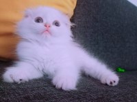 İstanbul içinde ulaşımını sağlıyorum british longhair