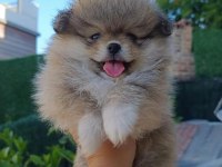 Pomeranian boo yavruları