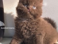 Safkan British Chocolatte Fawn Bebişlerimiz