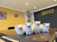 KEDİ DÜNYASINDAN RENK RENK BRITISH YAVRULAR ANKARA