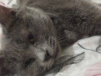 British Shorthair 6-7 Aylık