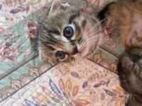Yavru kırık kulak scottish fold