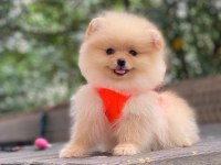 Blacks Petshop Garantisiyle Üst Düzey Pomeranian Boo