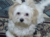 AŞILARI TAM 4.5 AYLIK YAVRU MALTESE