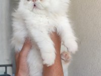 8 NİSAN DOĞUMLU İRAN KEDİSİ RED POİNT BEBEKLER