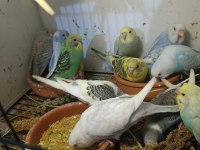 25 adet yeni yavru muhabbet kuşu