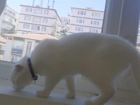 Acil uyguna kar beyazı pamuk scottish fold