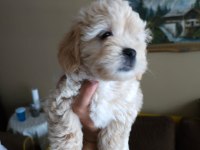 Maltipoo Yavrusu