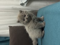 Kendi yavrularımız lilac ve gri renk british shorthair
