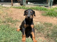 King bebeklerde son iki yavru doberman