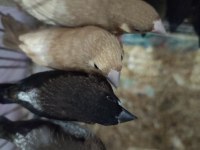 Yavru bengal ispinozlar