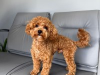 Köpeğimize eş arıyoruz