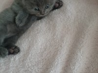 Scottish anne ve British Blu point baba 4 adet yavru acillll