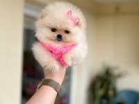 MİKRO BOY POMERANİAN PRENSES