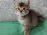 Uyguna british shorthair sahiplendirme
