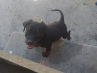 Orijinal Çiftliğinden Macar Rottweiler Köpekleri