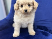 Erkek Maltipoo Yavrum