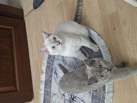 BIRBIRINDEN AYIRMAMAK ŞARTI ILE KEDİLER